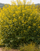 Mustard Tree